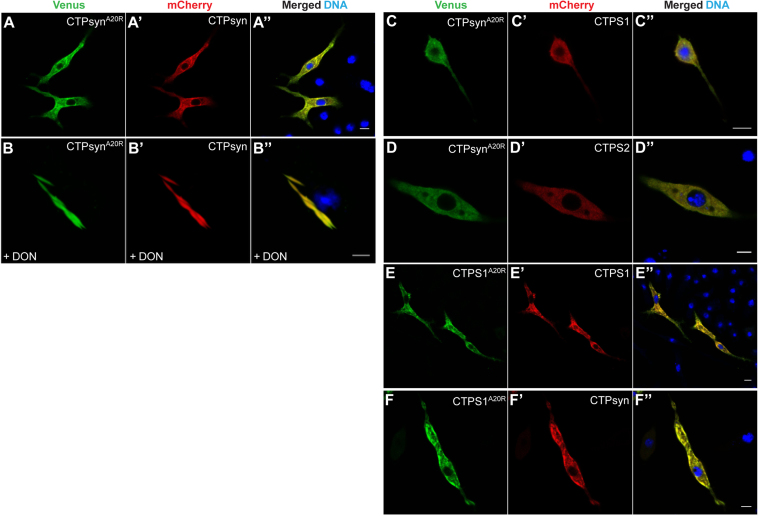 Fig. 7.