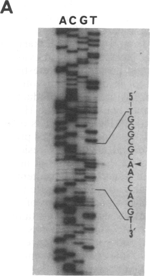 graphic file with name pnas01033-0032-a.jpg