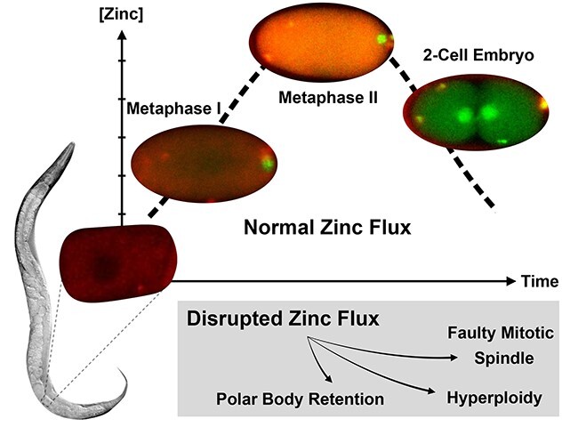 Graphical Abstract