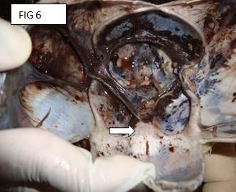 [Table/Fig-5]: