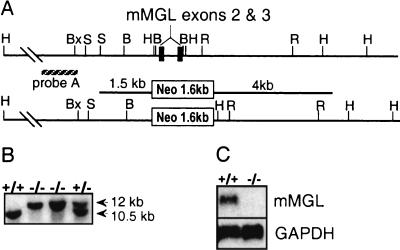 FIG. 1.