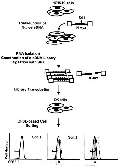 FIG. 1.