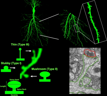 Fig. 1