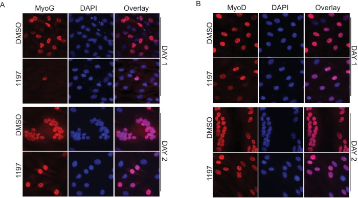 Figure 3—figure supplement 1.