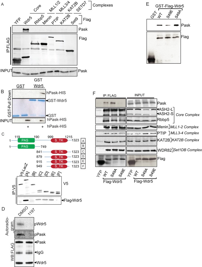 Figure 4—figure supplement 1.