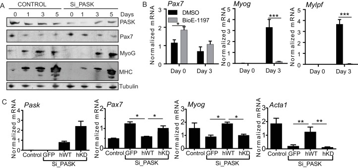 Figure 2—figure supplement 1.