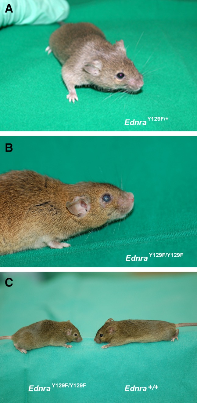 Fig. 2