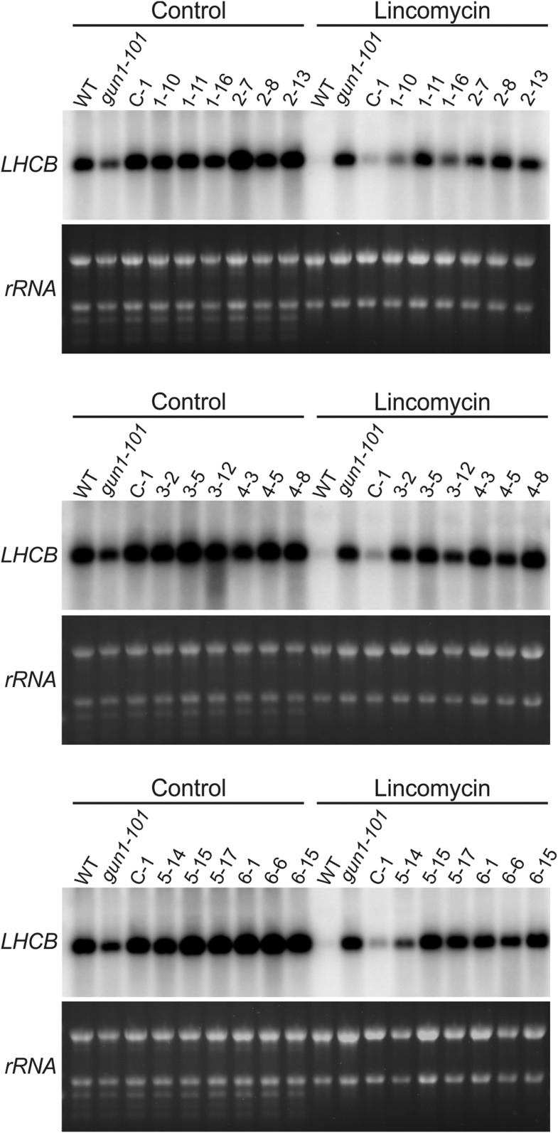 Figure 11.