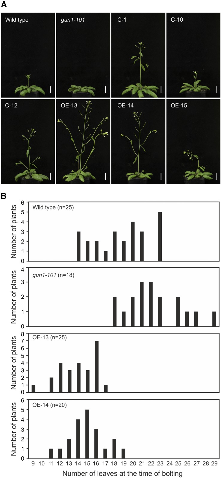 Figure 12.