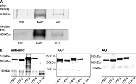 FIGURE 4.