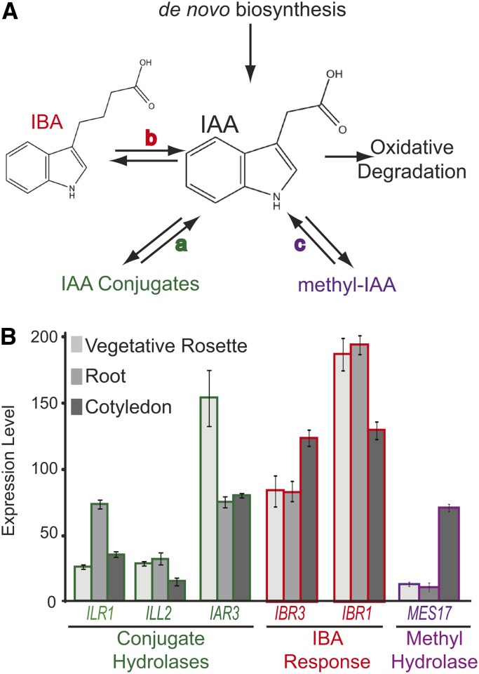 Figure 1.