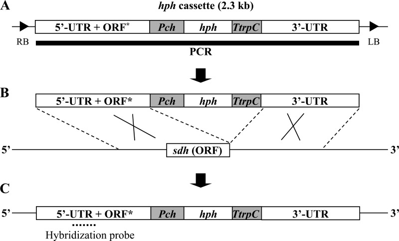 FIG 2