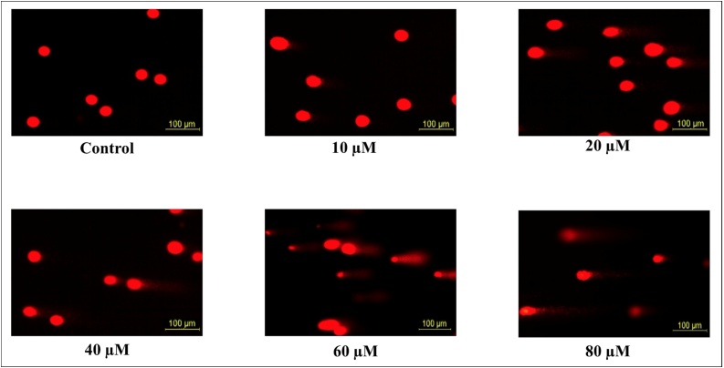 Fig. 10