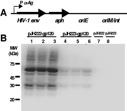 FIG. 1.