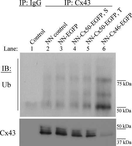 FIGURE 11.