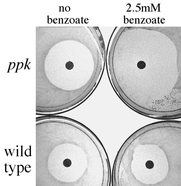 FIG. 7.