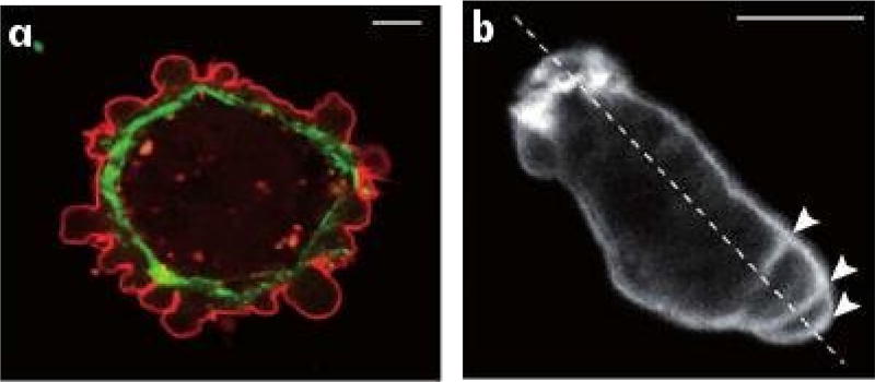 Fig. 1.2