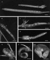 Fig. 8