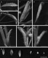 Fig. 10