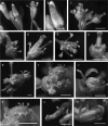 Fig. 7