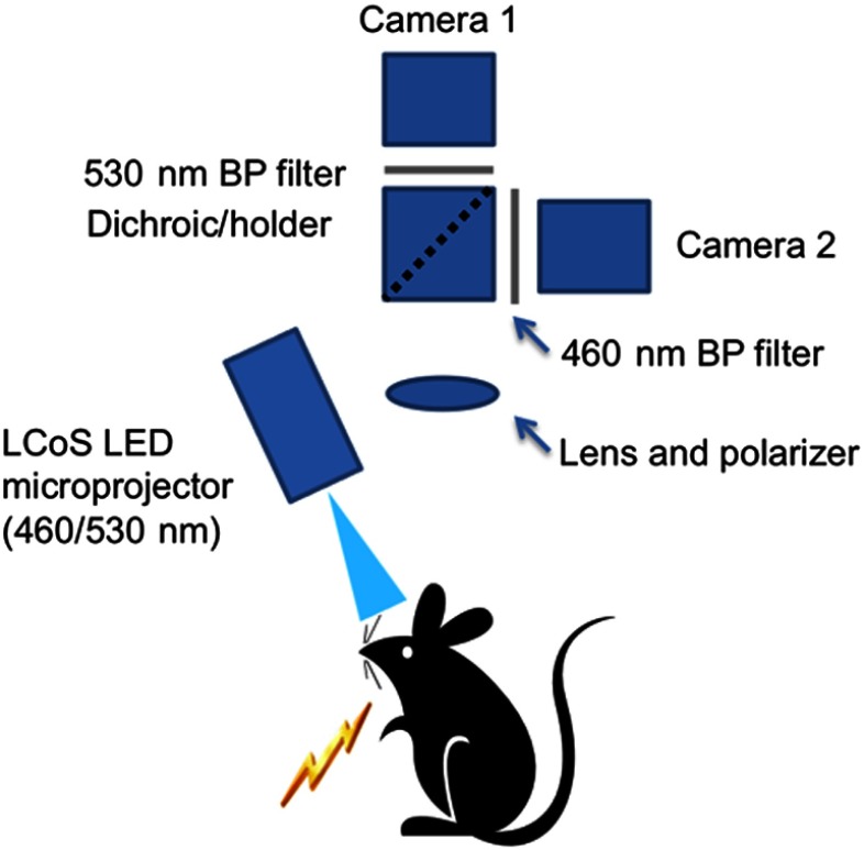 Fig. 1