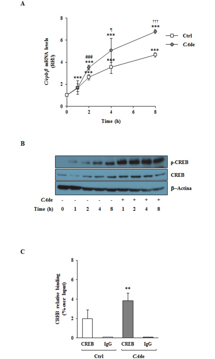 Fig 5