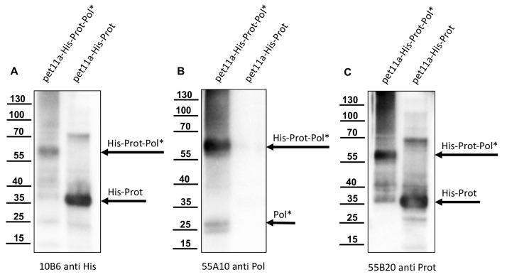 Figure 10