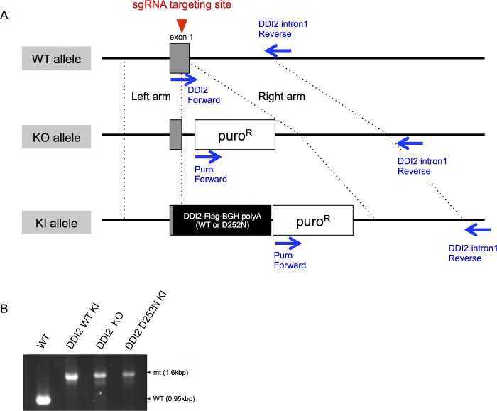 Figure 3—figure supplement 1.