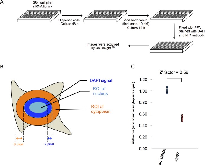 Figure 1—figure supplement 1.