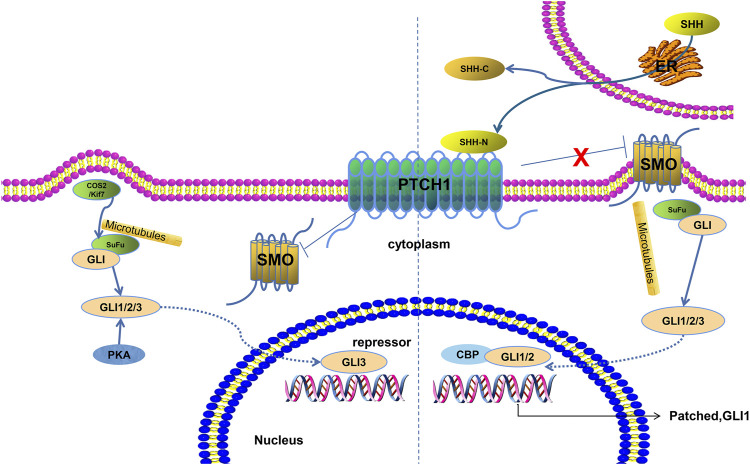 FIGURE 1