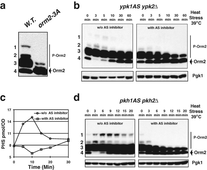 FIGURE 4: