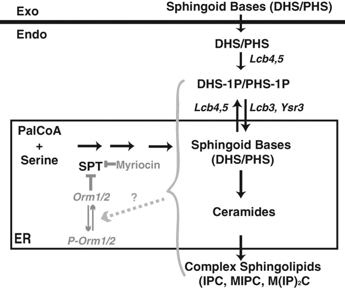 FIGURE 1: