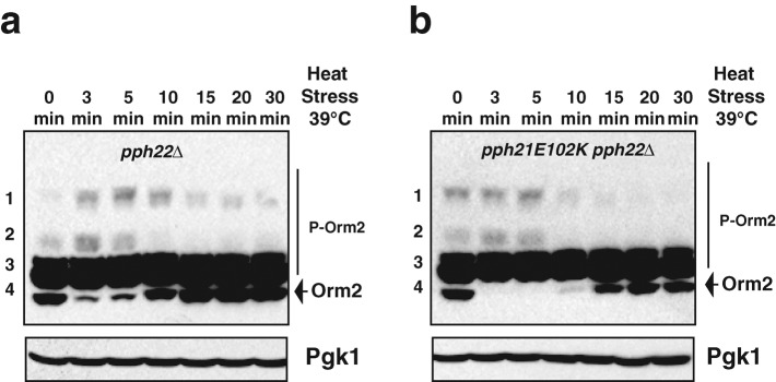 FIGURE 7: