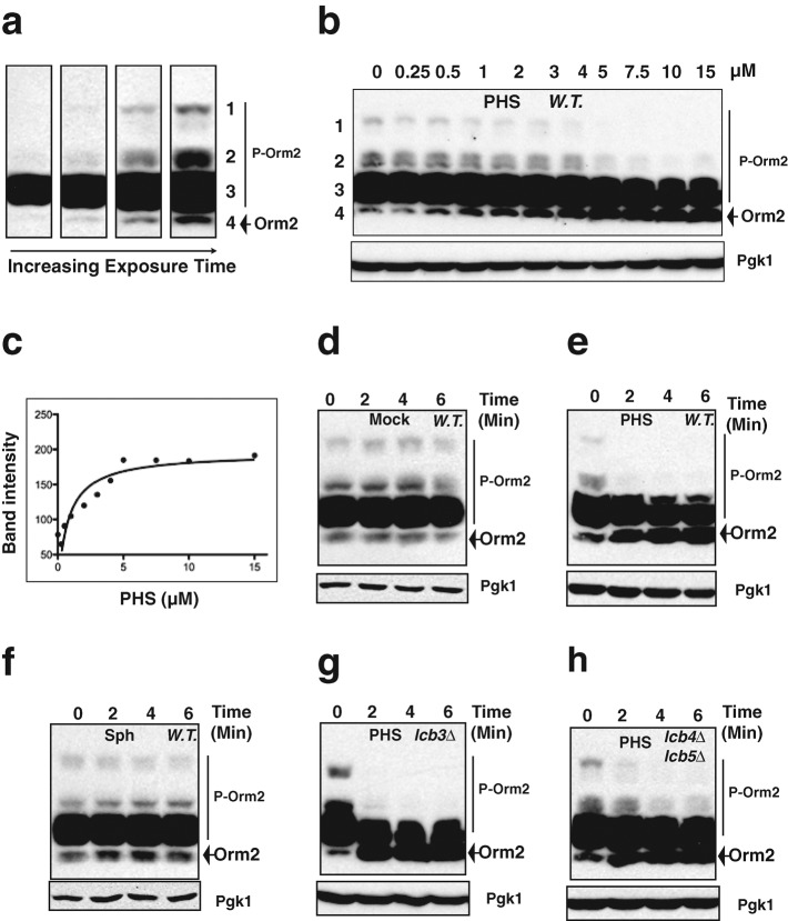 FIGURE 2: