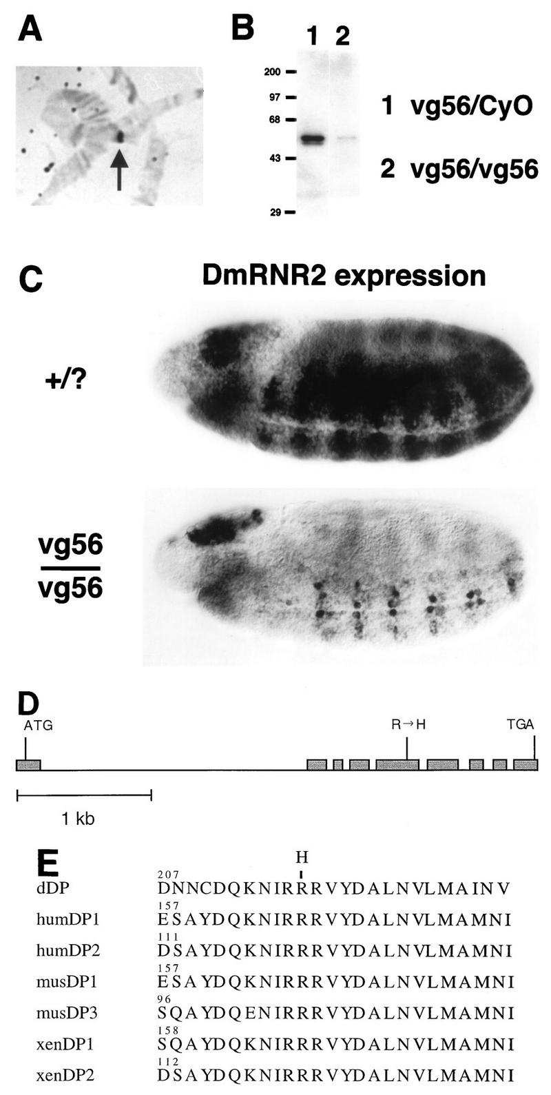 FIG. 1