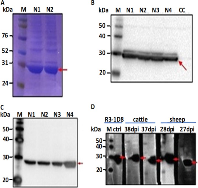 FIG 1