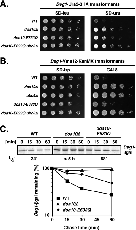 FIGURE 4.