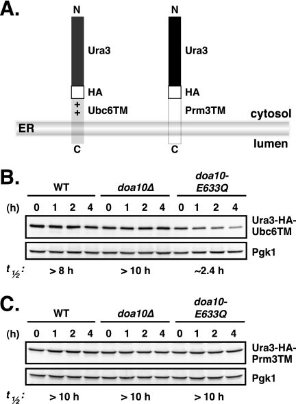 FIGURE 9.