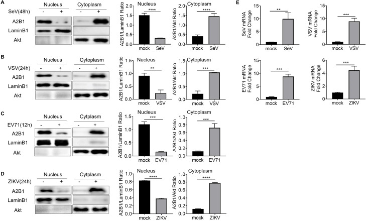 Western blots depict A2B1, LaminB1, and Akt in the nucleus and cytoplasm after infection. Bar graphs display A2B1/LaminB1 and A2B1/Akt ratios. Other bar graphs depict SeV, VSV, EV71, and ZIKV mRNA fold changes in mock and infected cells.