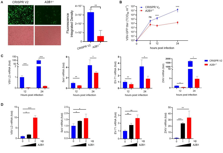 Images and graphs compare fluorescence, VSV-GFP titer, and mRNA levels of VSV, SeV, EV71, and ZIKV in CRISPR V2 and A2B1 knockout cells at various post-infection times. Bar graphs plot the effect of A2B1 levels on VSV, SeV, EV71,and ZIKV mRNA expression.