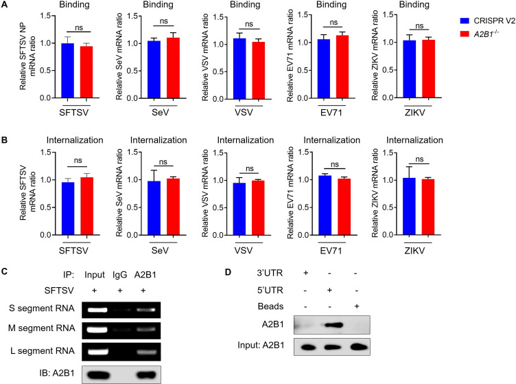 Experiments depict no significant difference in SFTSV NP mRNA binding or internalization between CRISPR V2 and A2B1-/- cells across multiple viruses. A2B1 immunoprecipitation demonstrates association with SFTSV RNA segments.