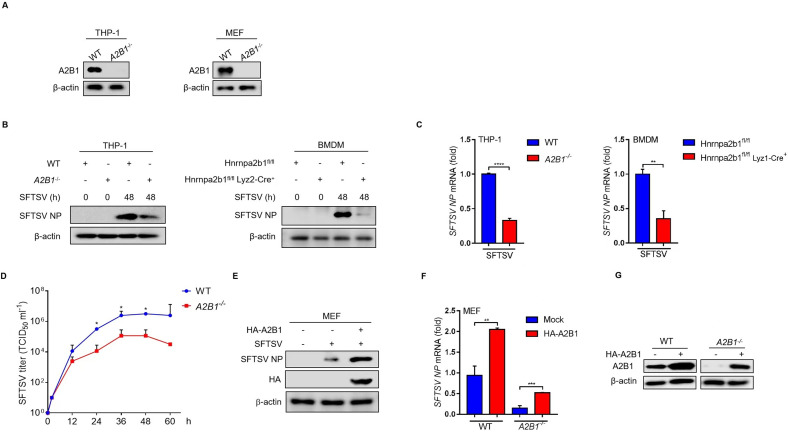 Western blots depict A2B1 and β-actin in WT and A2B1−/− THP-1 and MEF cells. SFTSV NP in WT and A2B1−/− THP-1 cells, and in BMDMs with or without Hnrnpa2b1 deletion. Bar graphs depict SFTSV VP mRNA fold changes.