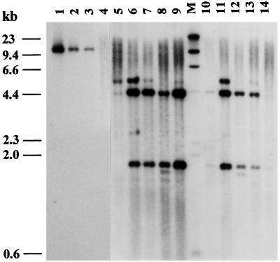 Figure 7