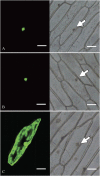 Fig. 8.