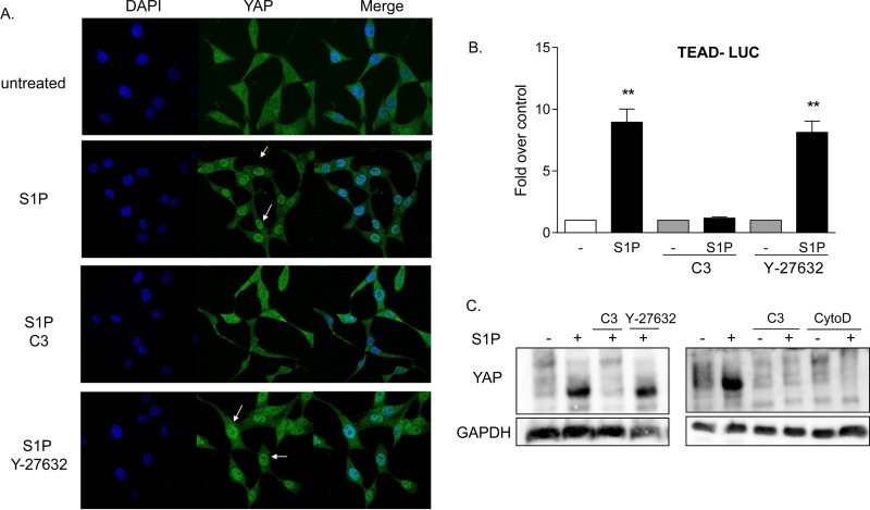 FIG 3