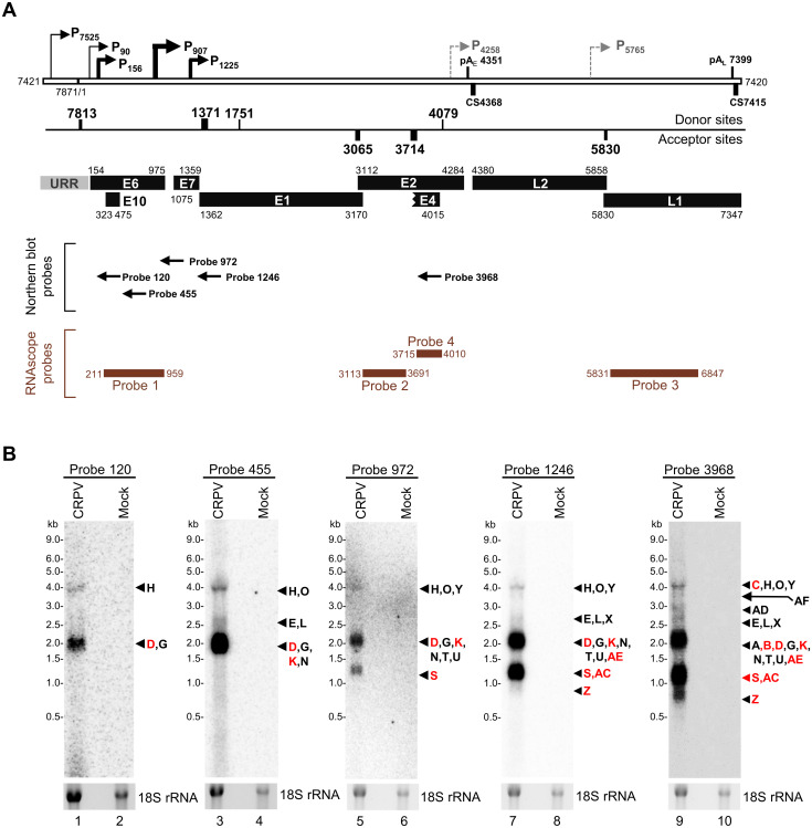 Fig 6