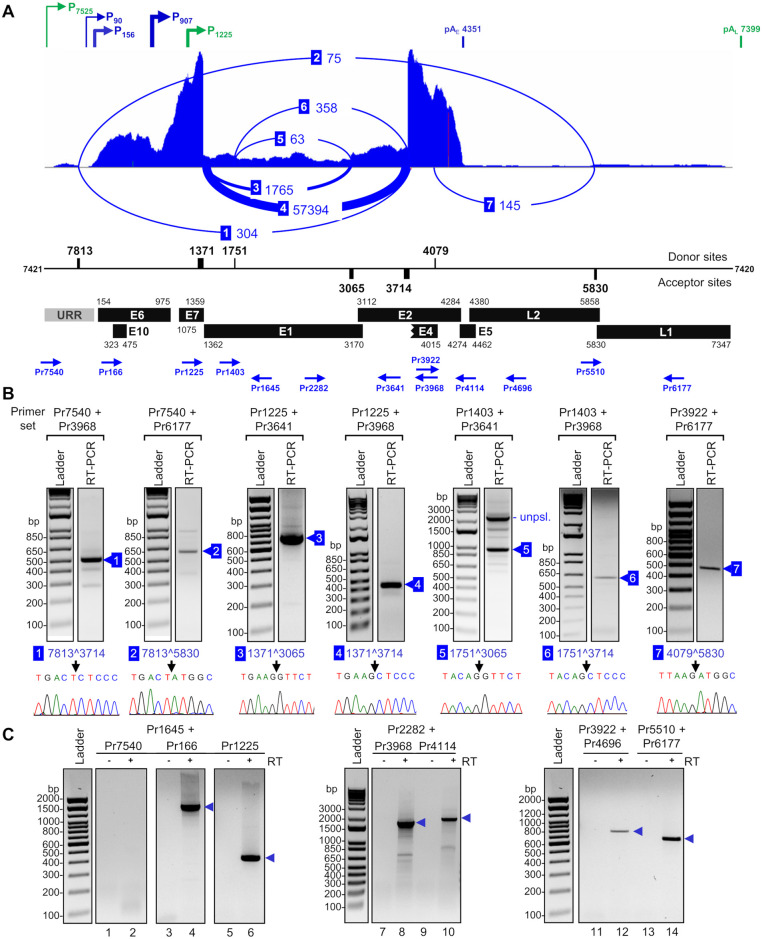 Fig 4