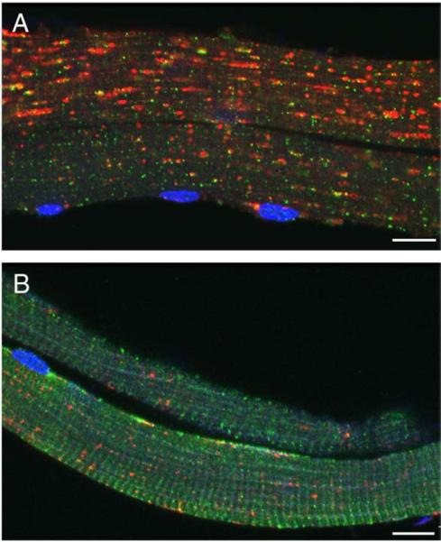 Fig. 8