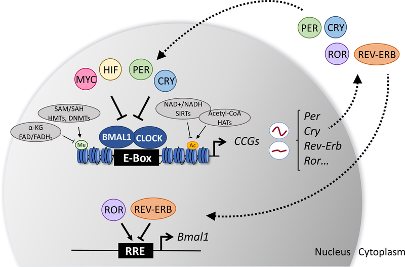 Figure 1: