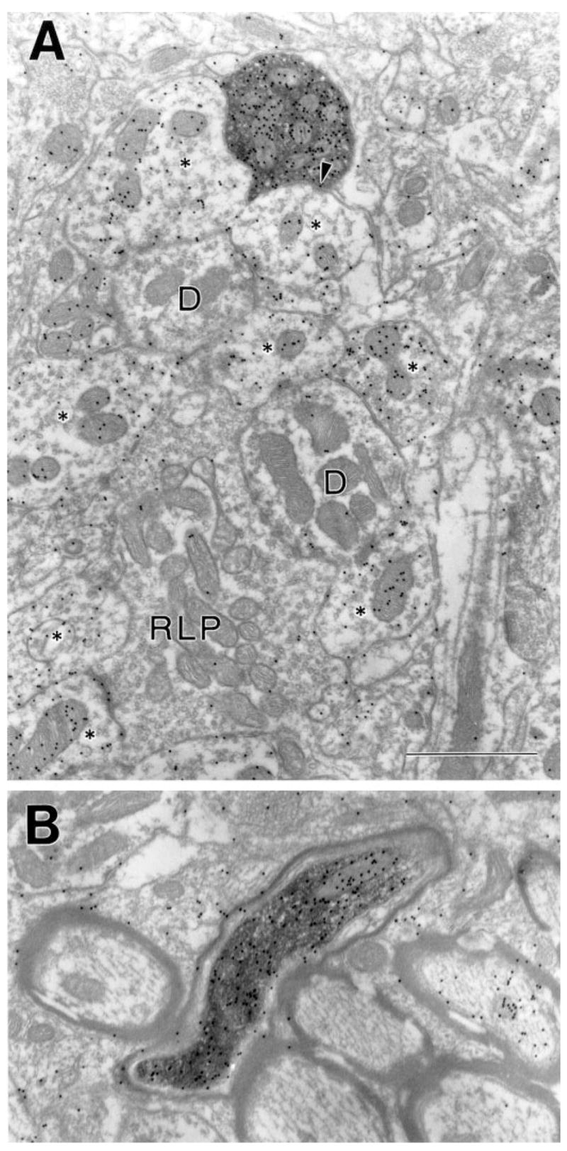 Fig. 18